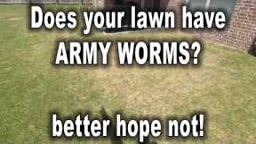 My lawn got destroyed by ARMY WORMS very FAST!!! // Warning Signs to Look For // Is your grass DEAD?