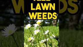 Best way to kill lawn weeds without chemicals #lawncare