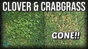How To Get Rid of CLOVER and CRABGRASS with RESULTS!!!