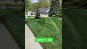 Striping Lawns For Our Clients! #shorts