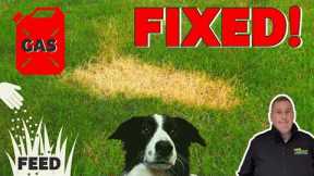How to make easy repairs to a lawn  DOG URINE, FERTILIZER and petrol or GAS BURNS  Before and after