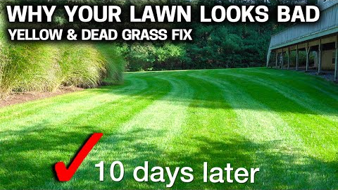 Why your LAWN is YELLOW & DYING - Simple FIX that works FAST!