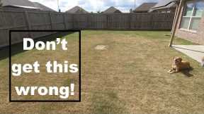 My lawn is a dumpster fire this fall! // Here's what I would and wouldn't do if yours is too!