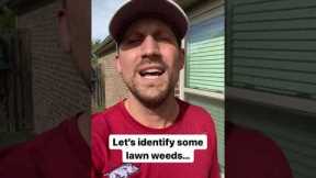 Do you know these lawn weeds?