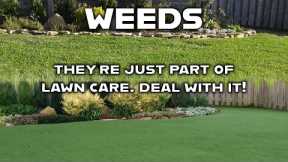 6 Common Lawn Weeds You'll Likely See in Your Yard & How To Get Rid of Them // Get a Weed-Free Lawn!