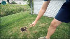 How To EASILY Prevent This Damage To Your Lawn // Grub Control, Ryegrass Issues and MORE