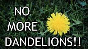 EASILY Remove DANDELIONS From Your Lawn For Good!