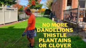 Eliminate Dandelions Thistle Plantains and Clover in the Fall - Fall Lawn Care