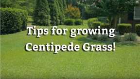 Growing Centipede Grass - Warm Season Turf Tips
