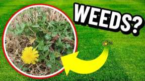 Most Important Weed Control Application of the Year - Winter and Early Spring Lawn Care Tips