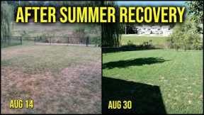 How My Lawn RECOVERED After Summer + My First Zero Turn Mower