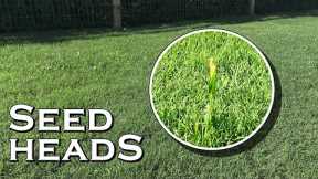 Unsightly Seed Heads in Your Lawn & What They Mean
