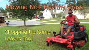 Cutting Grass - Mowing Thick Healthy Grass with Gravely Zero Turn Lawn Mower ZTR