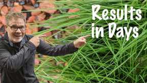 Annual Ryegrass SEEDING // Growing Ryegrass in SAND