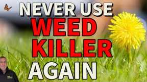 How to get rid of weeds without weed killer // Dandelions clover plantain daisy chickweed