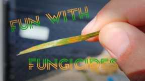 Lawn Disease: How To Use and Choose A Fungicide #diy #disease #fungicides #lawn