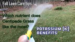 Fall Lawn Tips - The Benefits of Potassium (K) | Centipede Grass lawn care