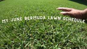 My bermuda lawn schedule for the month of June
