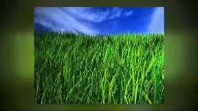 Phoenix, AZ Lawn Maintenance - 7 Lawn Care Tips for a Greener, Thicker, Healthier Lawn