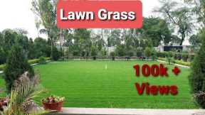 How to grow and care lawn grass in india | hindi | mygarden | apne garden mein ghaas kaise lgaye