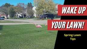 What Lawn Care is Needed for Spring? / When to Apply  Weed Control (Keep It Simple AND Affordable!)
