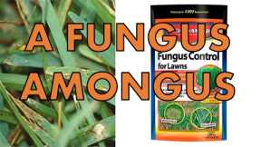 St. Augustine Grass Fall Lawn Care | Lawn Fungicide and Disease Control