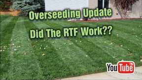 What Is Rhizomatous Tall Fescue (RTF)?  Fall Overseed UPDATE!