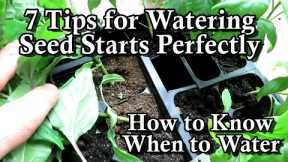 7 Tips for Watering Indoor Seed Starts & How to Know They Need Watering: A Seed Starting Series