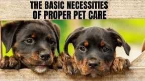 The Basic Necessities of Proper Pet Care