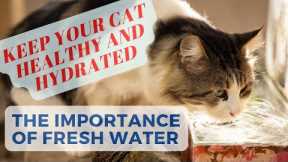 Keep Your Cat Healthy and Hydrated: The Importance of Fresh Water