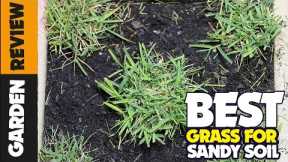 5 Best Grass Seeds for Sandy Soil (2023)