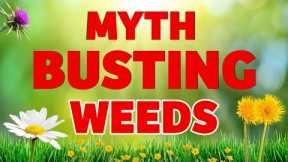 WEEDS IN YOUR LAWN... FRIENDS OR THE ENEMY? DONT BE FOOLED