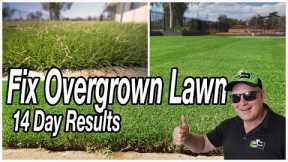 3 EASY FIXES for OVERGROWN LAWN Part 2: THE RESULTS (Just 14 Days!)