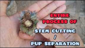 || ENTIRE PROCESS OF STEM CUTTING / PUP SEPARATION || SUCCULENT CARE TIPS ||