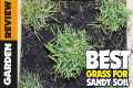 5 Best Grass Seeds for Sandy Soil