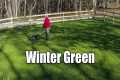 Winter Rye Grass Lawn Care