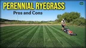 Perennial Ryegrass Pros and Cons