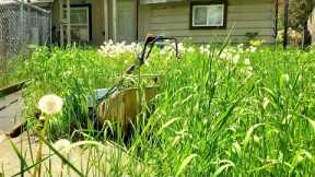Tall Grass Takes Over Property | Let's Clean This Mess Up!