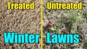 Winter Lawn Weeds and Pre-Emergent
