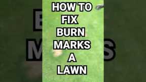 How to repair 🐶Dog stains ⭐ Fertiliser burn ⛽ Fuel burn on a lawn