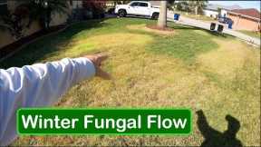 Using LESS CHEMICAL to Control Fall and Winter Lawn Disease - Large Patch