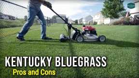 Kentucky Bluegrass Pros and Cons