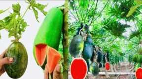 papaya and water melon combined tree suprise to see #gardentips