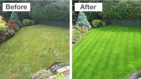 Lawn Grass Care For Lush Green Look. How To Get Carpet Grass. Best Fertilizer For Grass