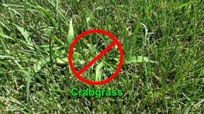 Crabgrass Preventer – Spring Lawn Care