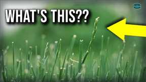 It's The WORST Time For Your Lawn...Here's Why!