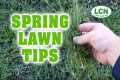 Spring Lawn Fertilizing & Weed
