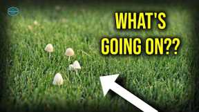 MUSHROOMS In The LAWN...What NOW??