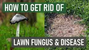 Stop Lawn Fungus From Growing in Your Lawn (4 Easy Steps)