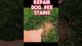 Fastest way to repair dog pee stains on any lawn